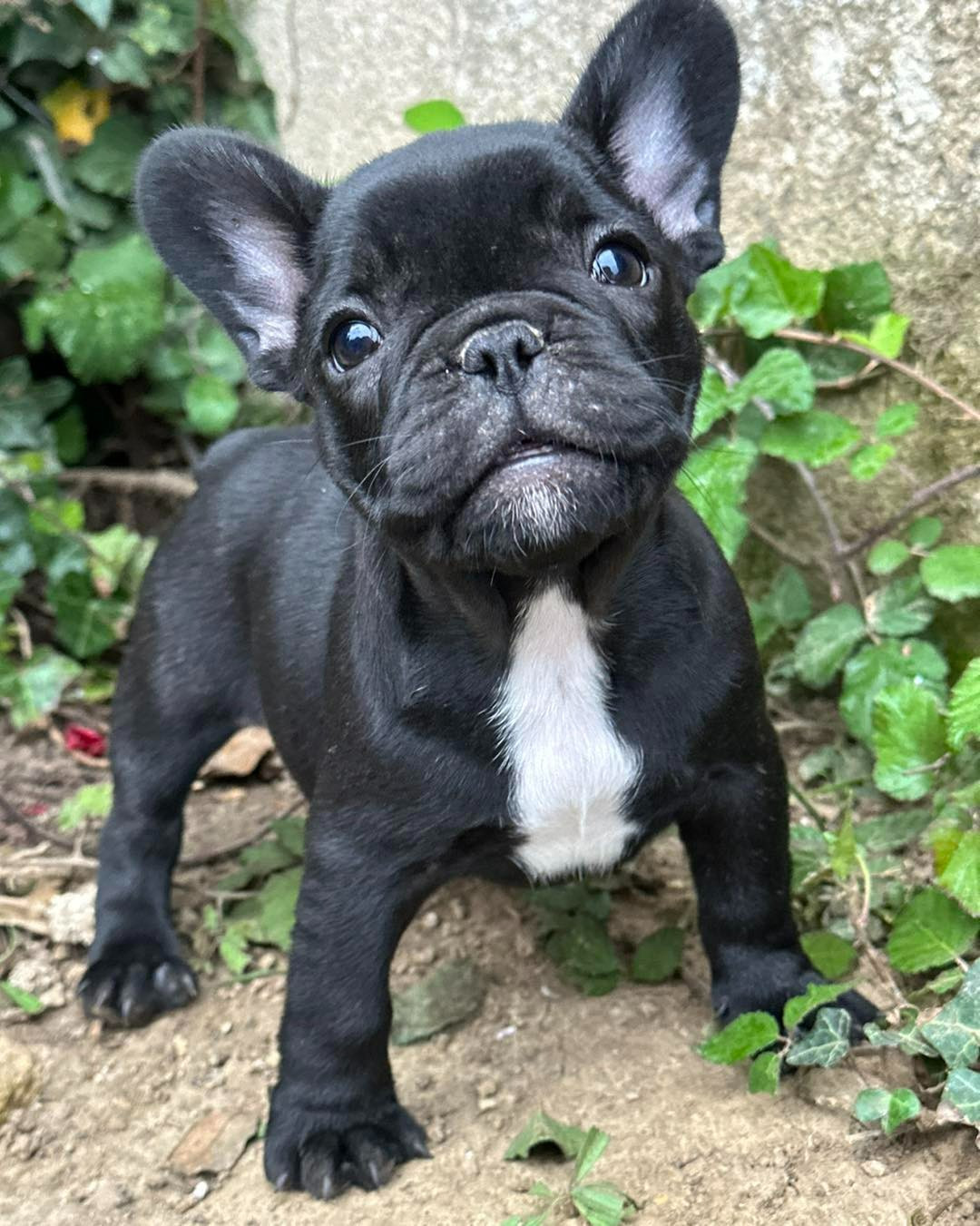 Addict Du Coeur De Javoscka