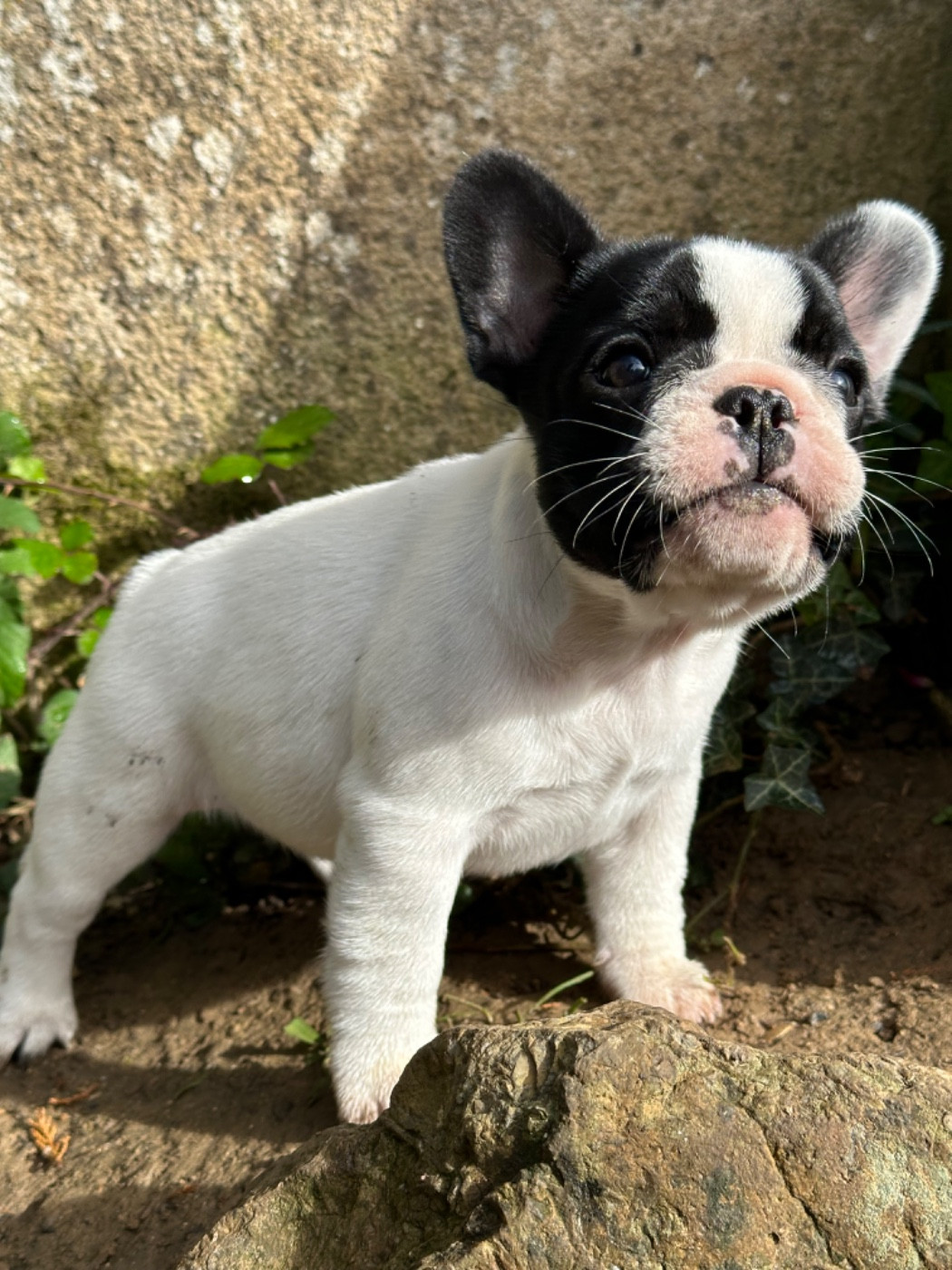 À La Folie Du Coeur De Javoscka