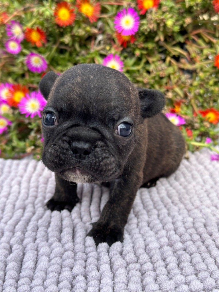 Du Coeur De Javoscka - Chiots disponibles - Bouledogue français