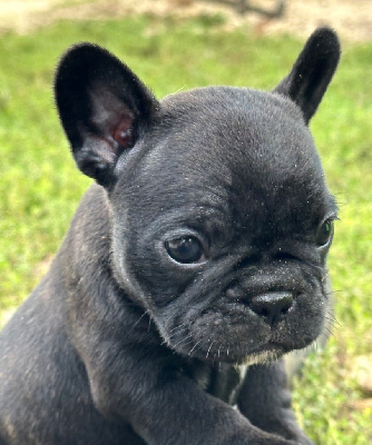 CHIOT