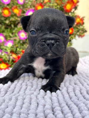 CHIOT