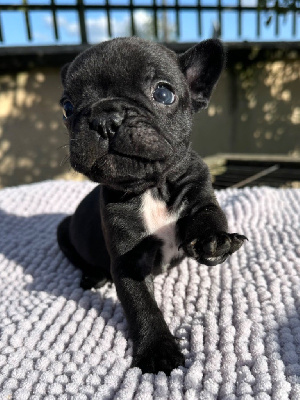CHIOT