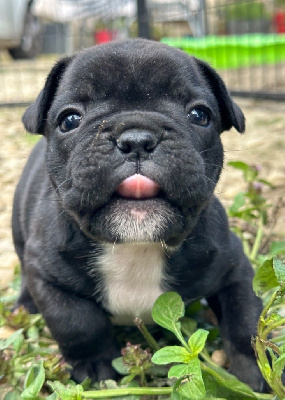 CHIOT