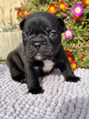 CHIOT