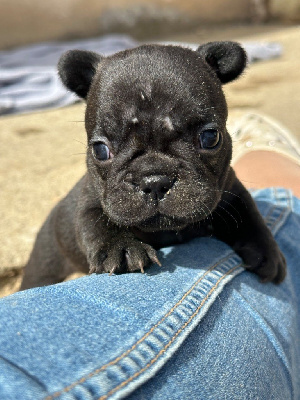 CHIOT