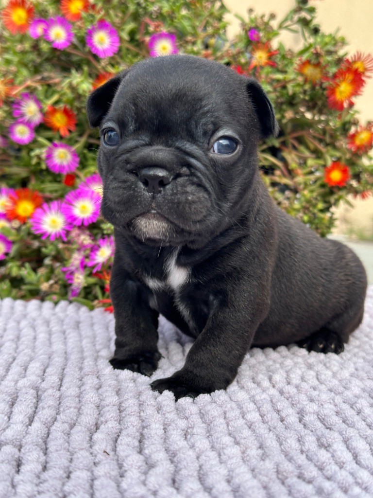 Du Coeur De Javoscka - Chiots disponibles - Bouledogue français