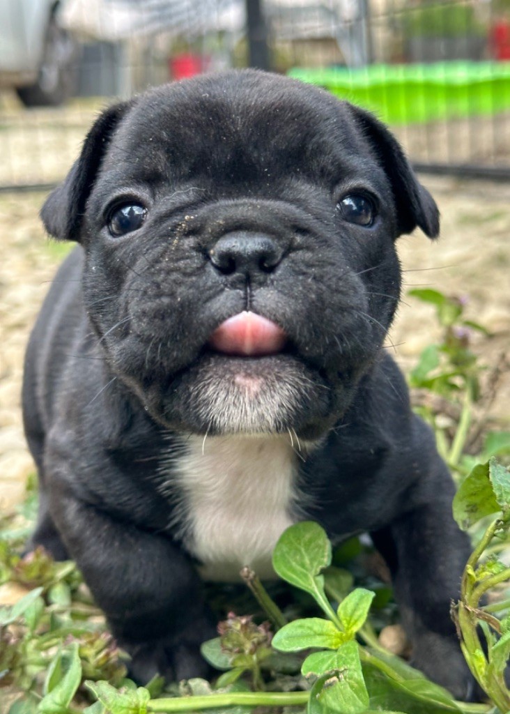 Du Coeur De Javoscka - Chiots disponibles - Bouledogue français