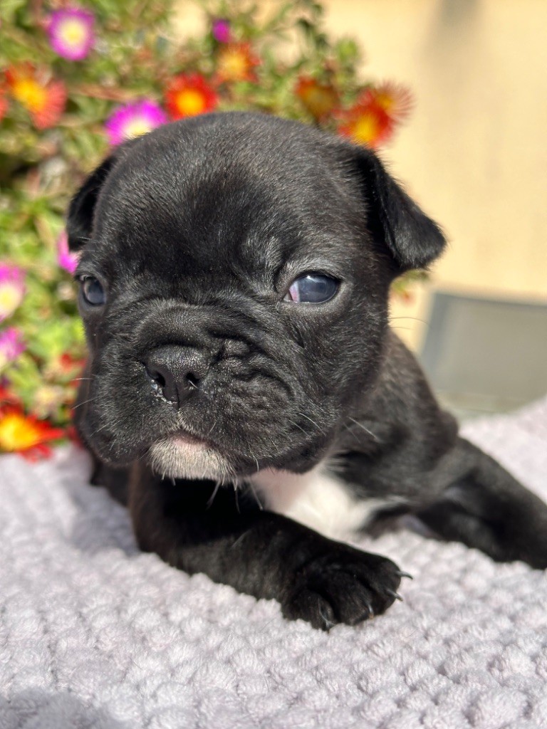Du Coeur De Javoscka - Chiots disponibles - Bouledogue français